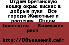 Отдам британскую кошку окрас вискас в добрые руки - Все города Животные и растения » Отдам бесплатно   . Калмыкия респ.
